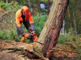 Best Arborist Consultation Services  in Caoncito, NM