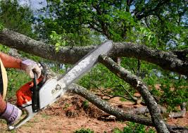 Best Lawn Maintenance Plans  in Caoncito, NM