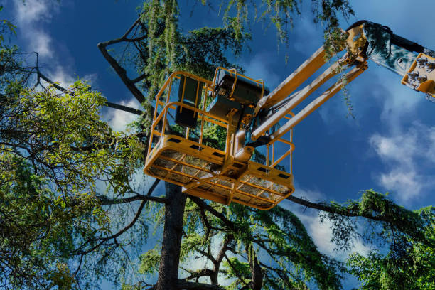 Best Tree Trimming and Pruning  in Caoncito, NM