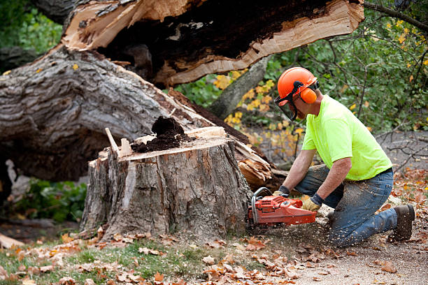 How Our Tree Care Process Works  in  Caoncito, NM