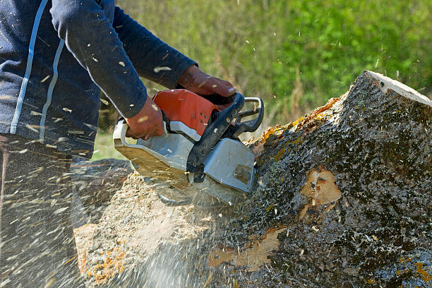 Best Utility Line Clearance  in Caoncito, NM